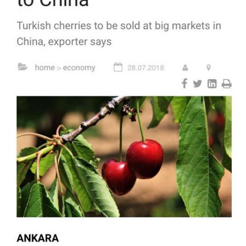 Turkey Exports Cherries to Chine – AA